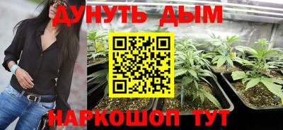 гашик Кингисепп