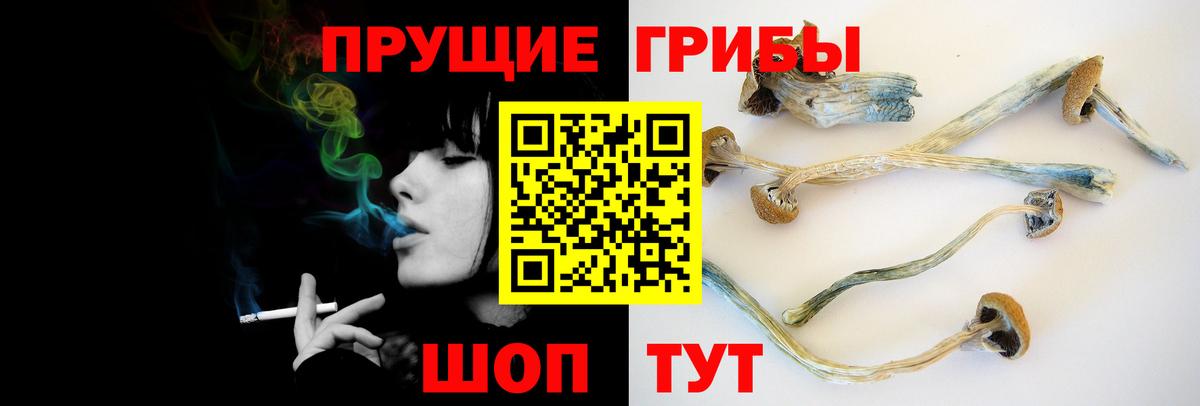 Галлюциногенные грибы Psilocybe  Вход с VPN  Михайловка 
